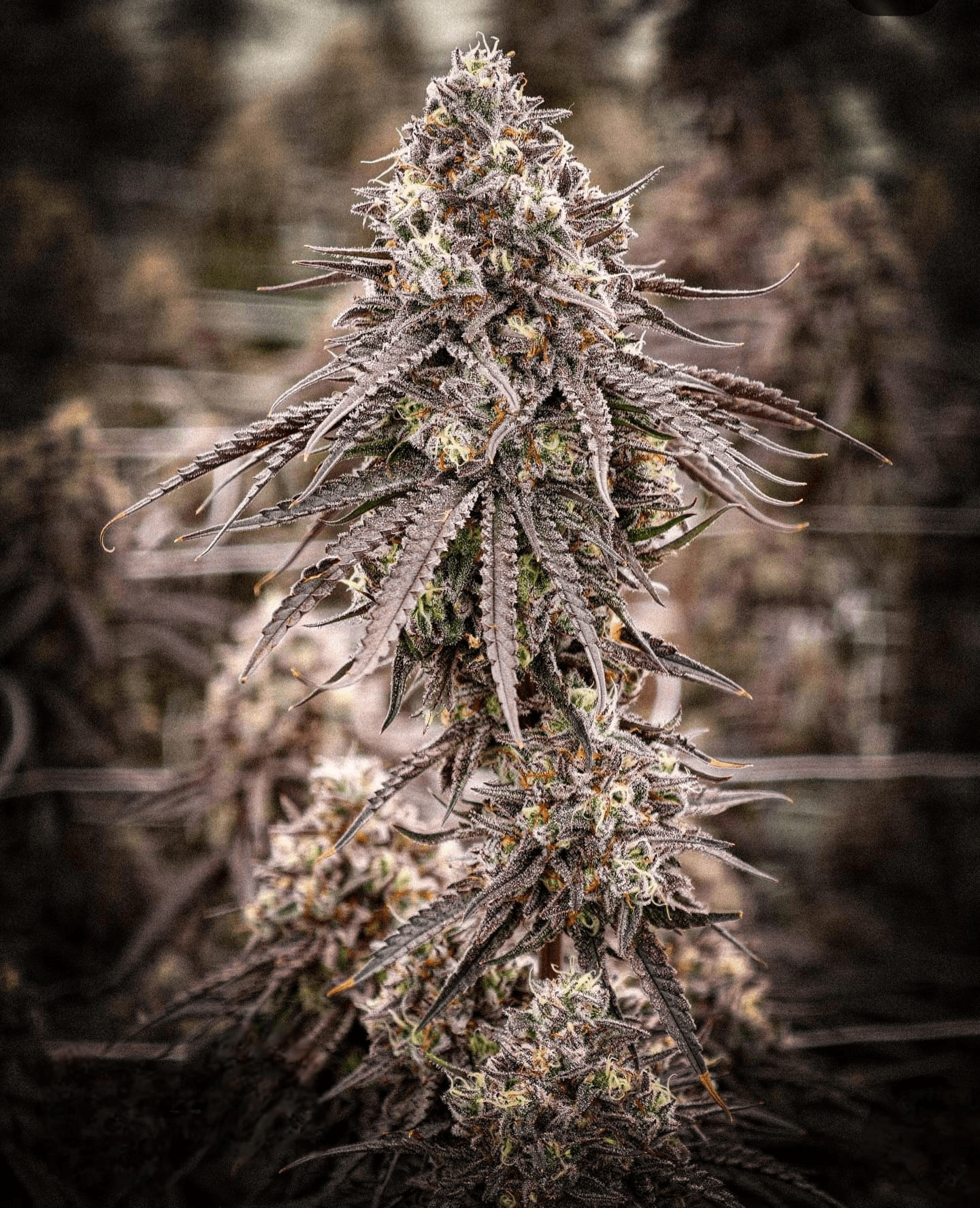 Geta Z #14 x Blue Zushi 3