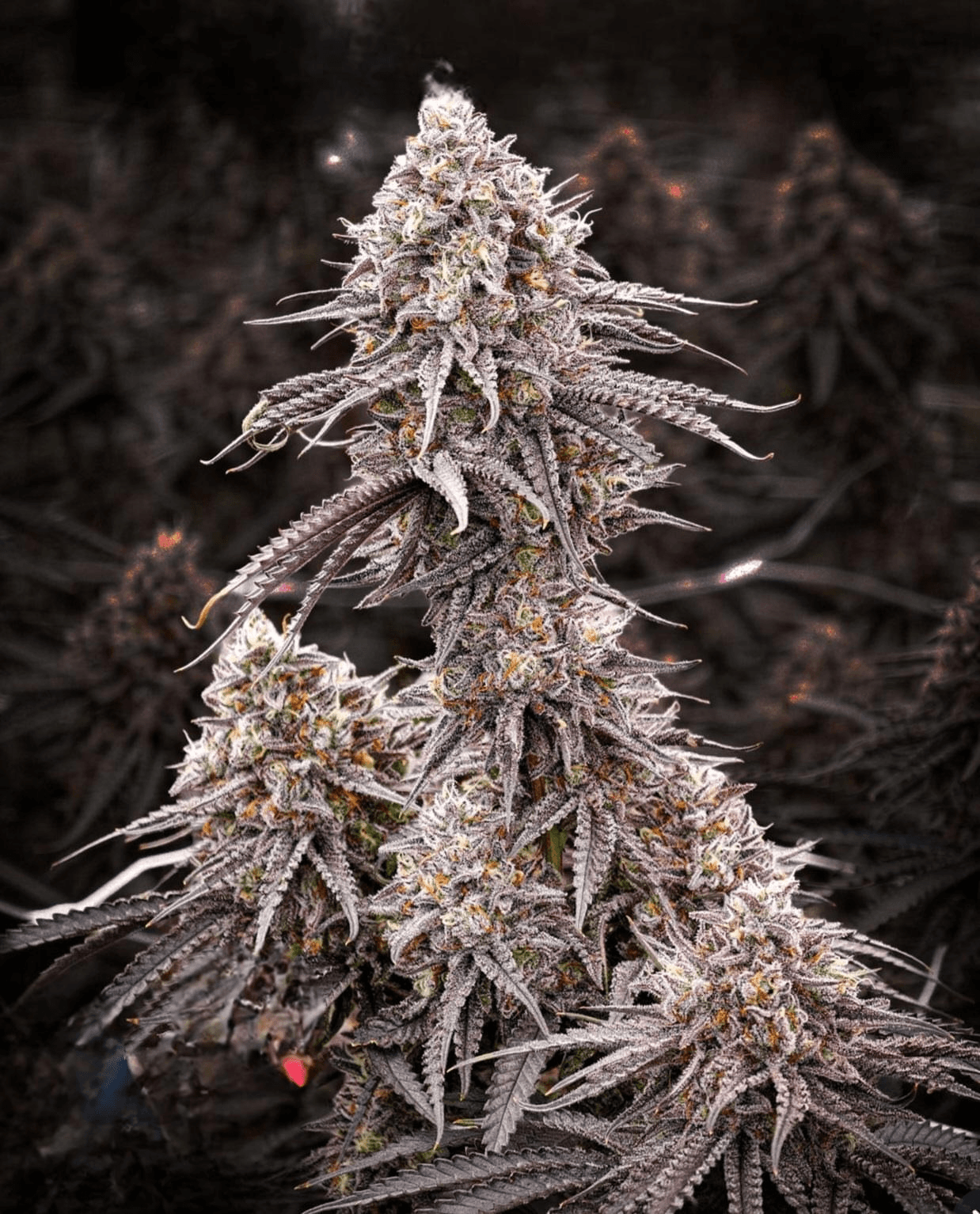 Geta Z #14 x Blue Zushi 4